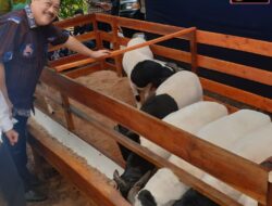 Momentum Idul Adha, UPZ IKA Unpad Tebar Daging Domba Premium Untuk Masyarakat